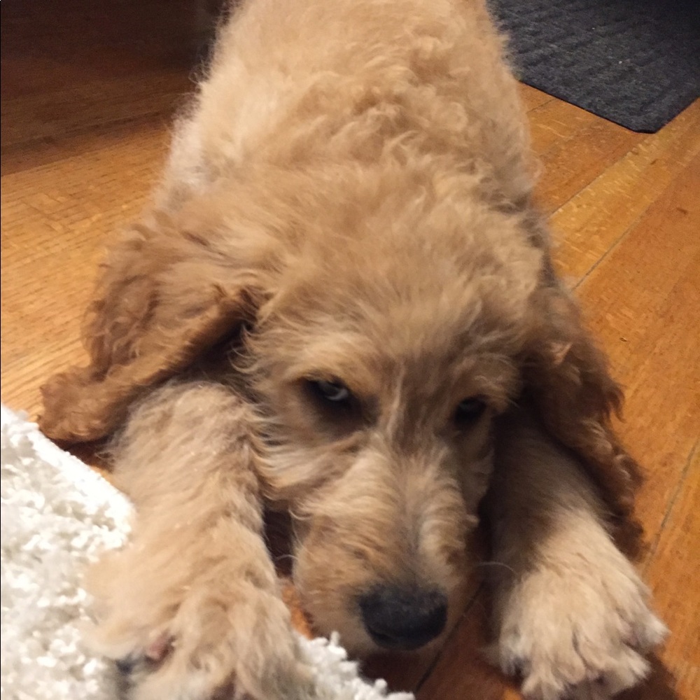 Meet your Posher, Naida